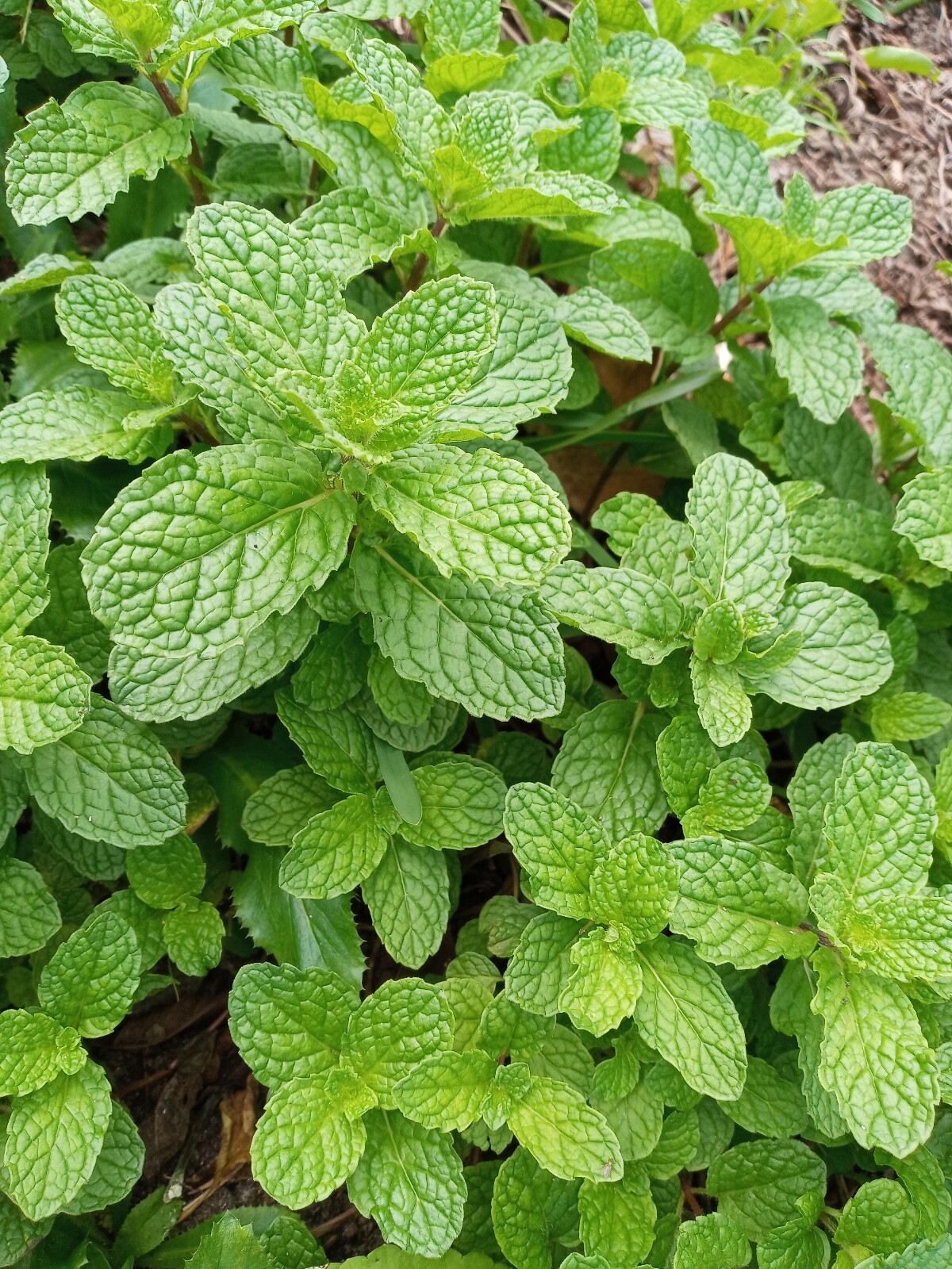 500+ Organic Peppermint Seeds Mentha Mint FREE SHIPPING | Herb NONG – GMO 2023