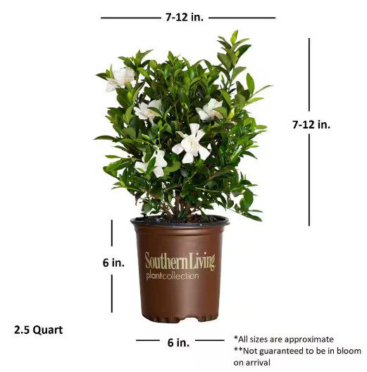 Live Gardenia with White Fragrant Blooms 2.5 qt Evergreen Shrub Garden Plant