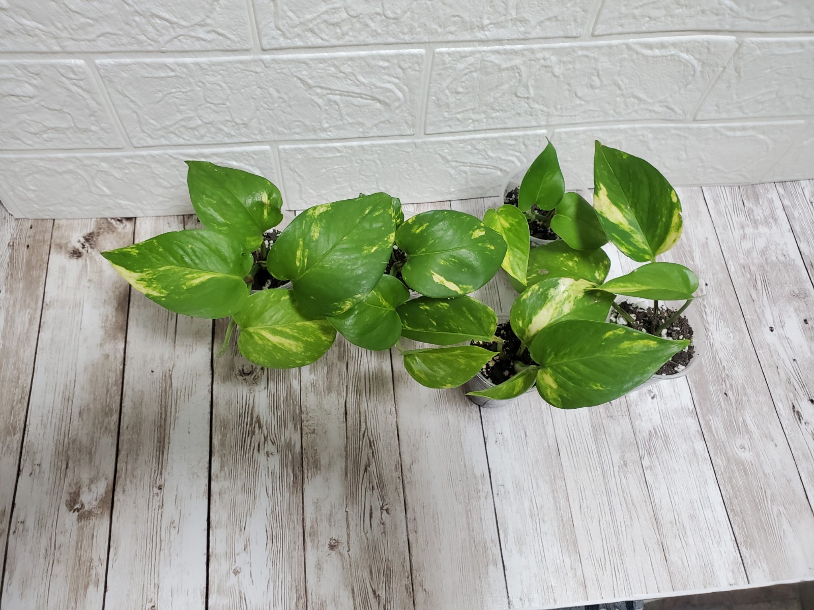 Variegated Giant Golden Pothos Climbing hawaiian Live Starter Plant Rooted
