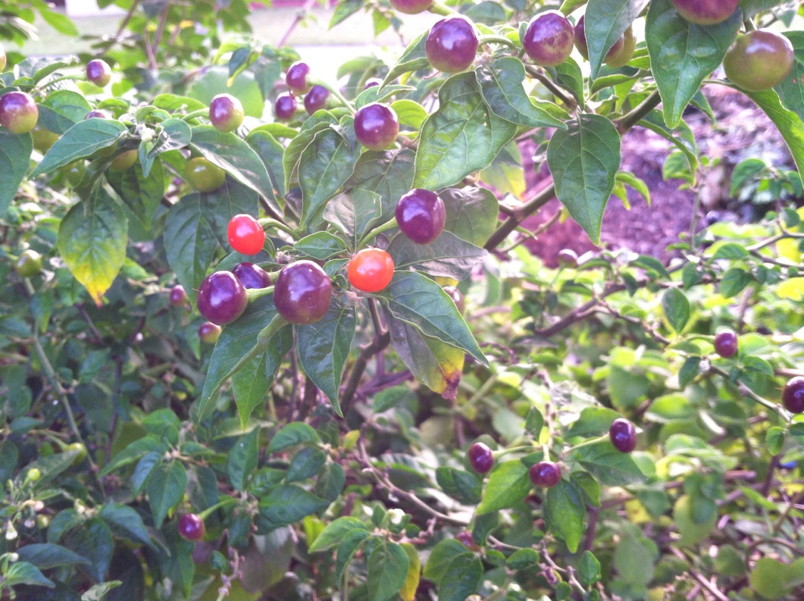 Wiri Pepper Wiri Wiri Pepper Seeds The Hottest And Tastiest Pepper Origin Guyana