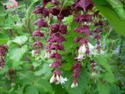 Leycesteria formosa Himalayan Honeysuckle 20 seeds