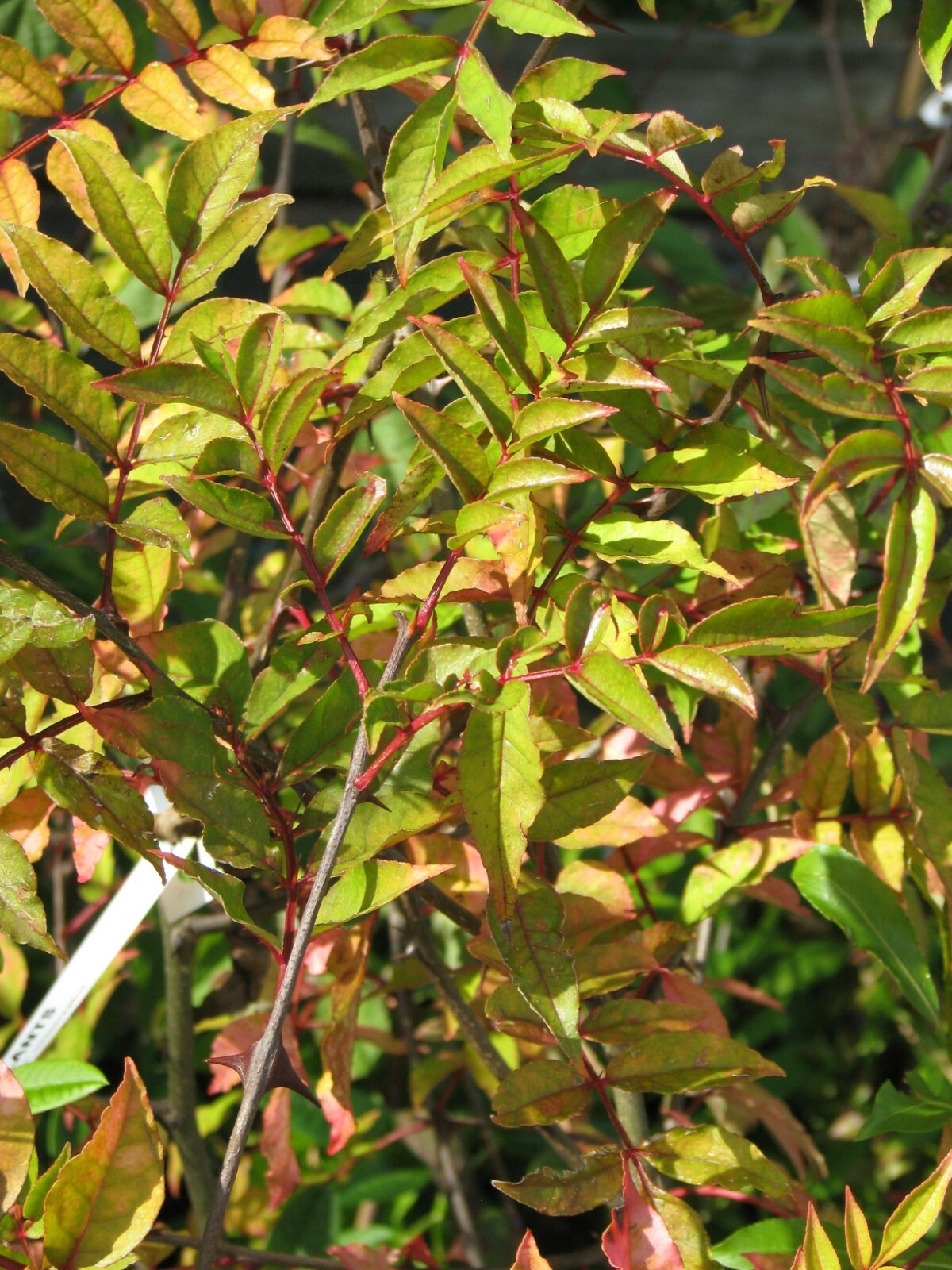 Zanthoxylum armatum WINGED PRICKLY ASH Seeds!