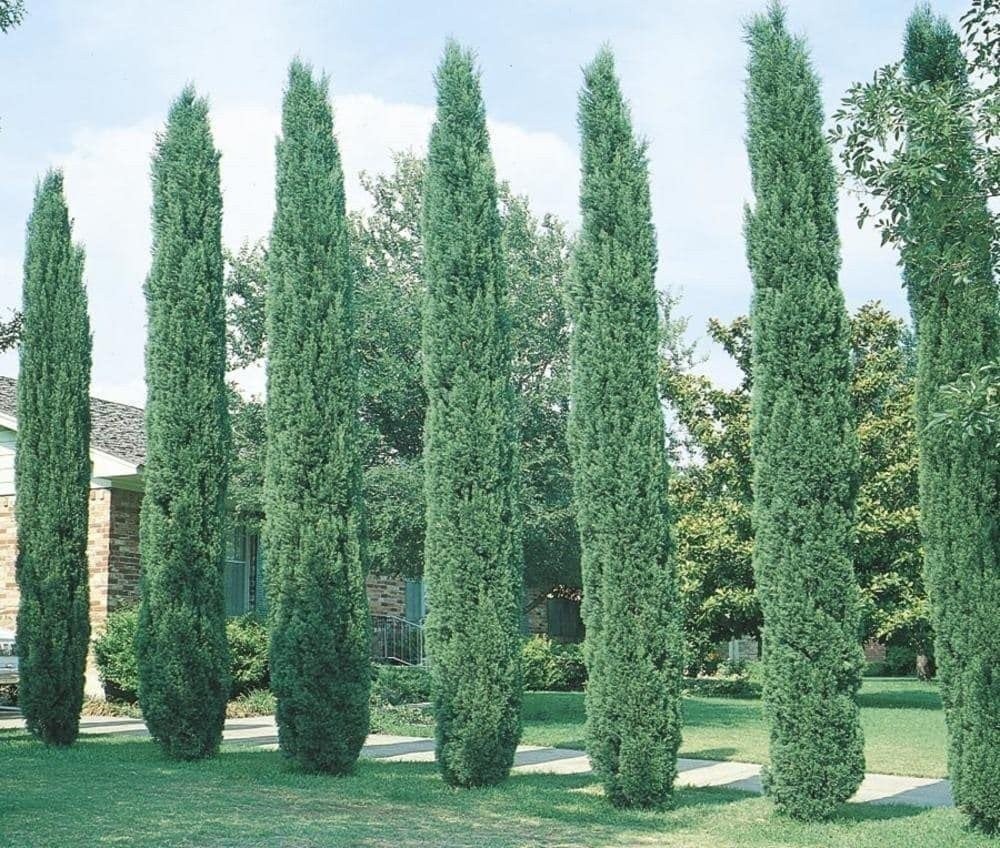 Italian Cypress | 3 Gallon | Cupressus sempervirens | Low Maintenance | Hardy