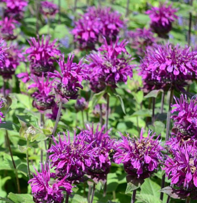 Bee Balm PURPLE BERGAMOT Monarda media Perennial Attracts Bees Non-GMO 200 Seeds