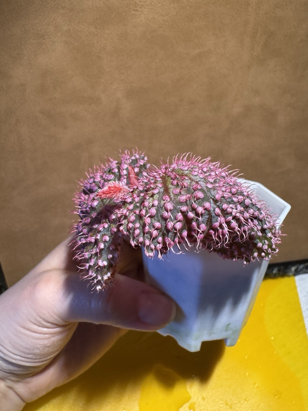 Begonia Baik x Begonia Ocellata hybrid/PINK URCHIN! Exact Plant!!
