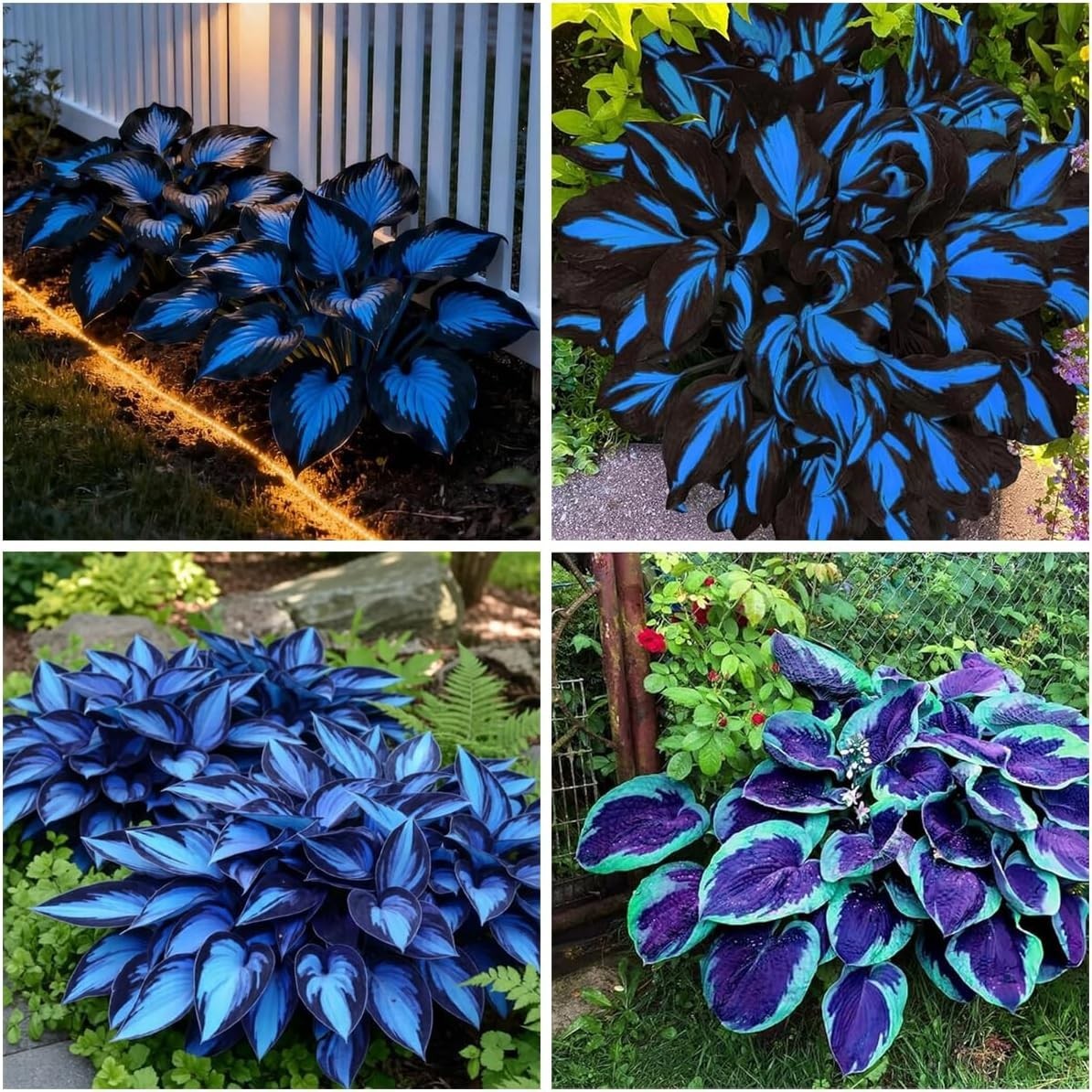 220+ Hosta Seeds Blue Perennial for Planting,Hosta Seeds Blue and Black,Rare Hos