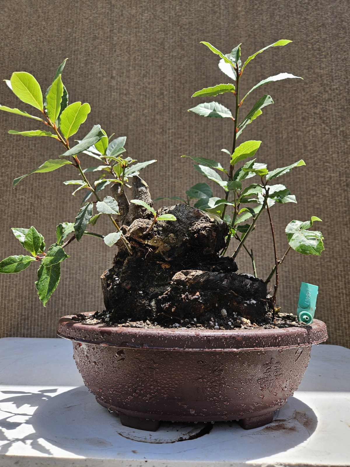 Old Sweet Bay Leaf ( Bay Laurel ) Bonsai Tree,,, SALE