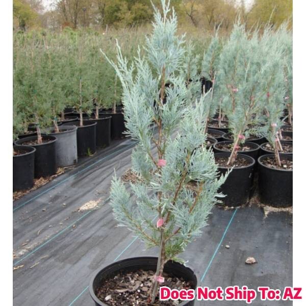 Evergreen Wichita Blue in 1gal Pot Outdoor Rocky Mountain juniper Tree 3-7 Zone