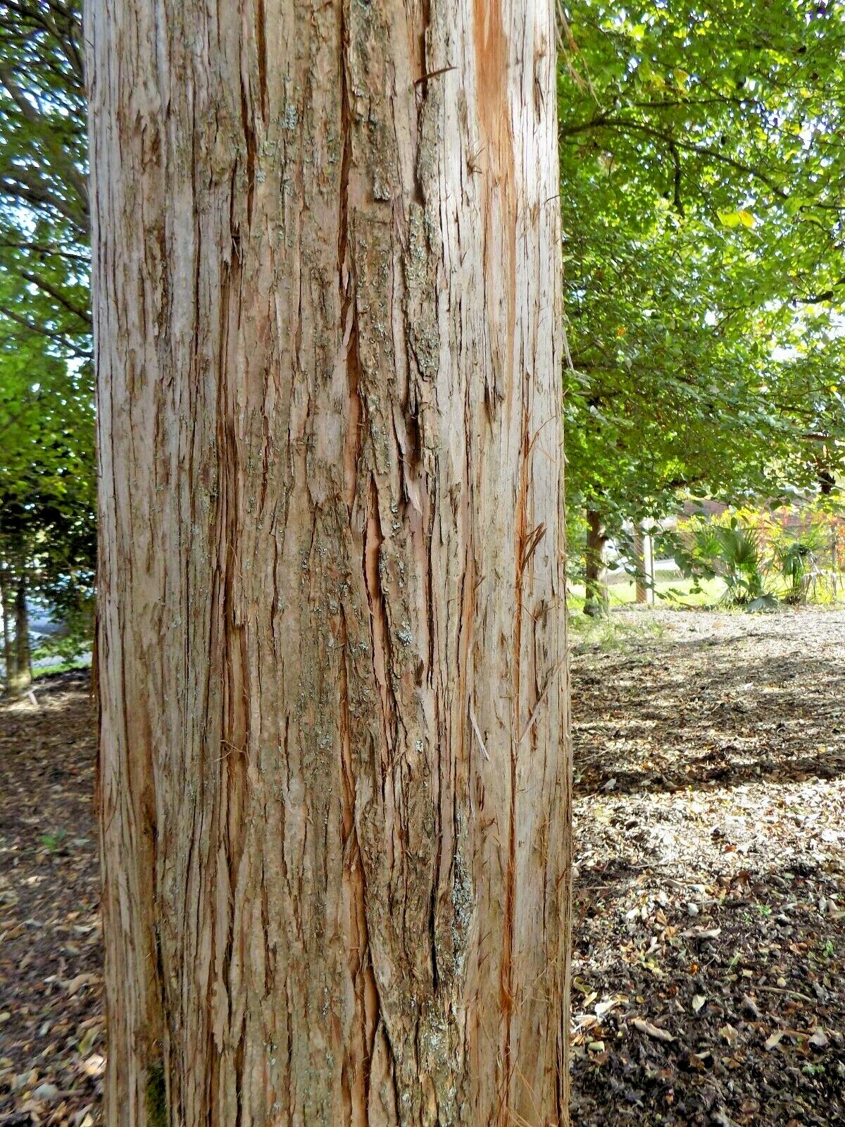 20 GOLD RUSH DAWN REDWOOD SEEEDS – Metasequoia glyptostroboides ‘Ogon’