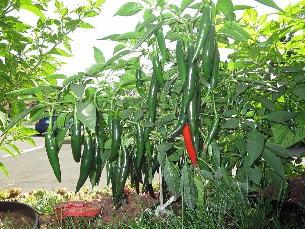 RARE✿ New! Thai Heirloom Prik Chi Faa Hot Chili Pepper 15 Seeds ●Prolific