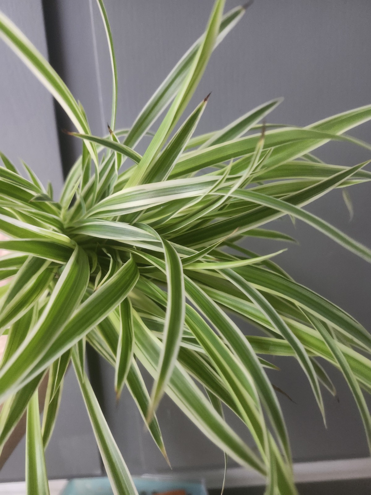 3 Rooted Variegated Spider Plants Live Plant Starters Air Purifying Houseplants
