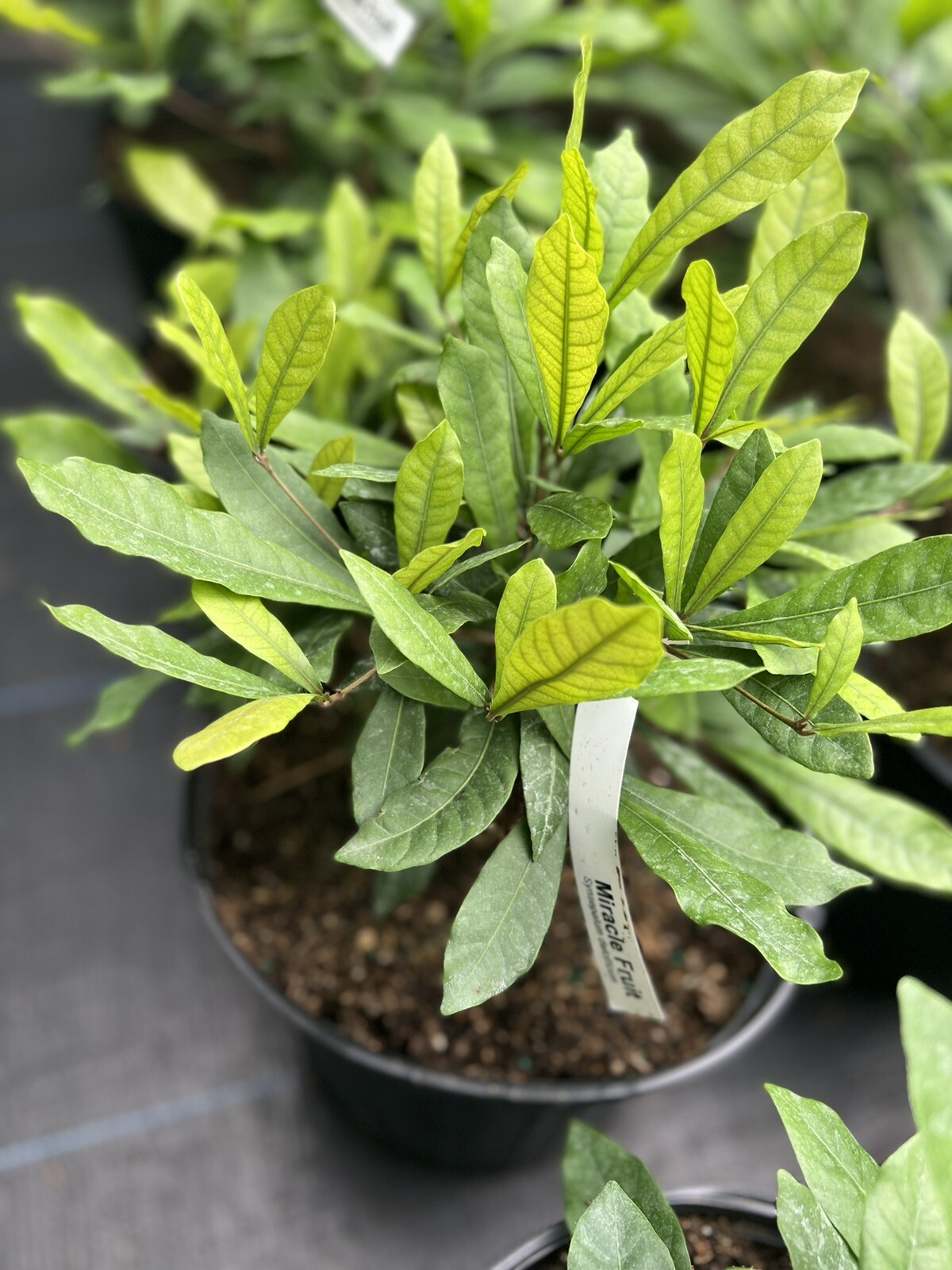 Miracle berry air layered tree in 3gl pot 2ft Up With Flower