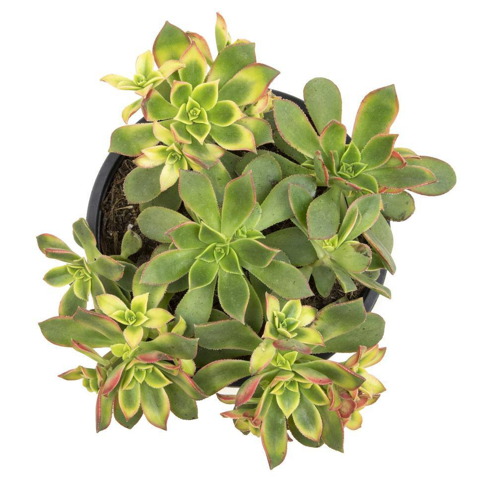 1 Gal. Aeonium Kiwi Single NG