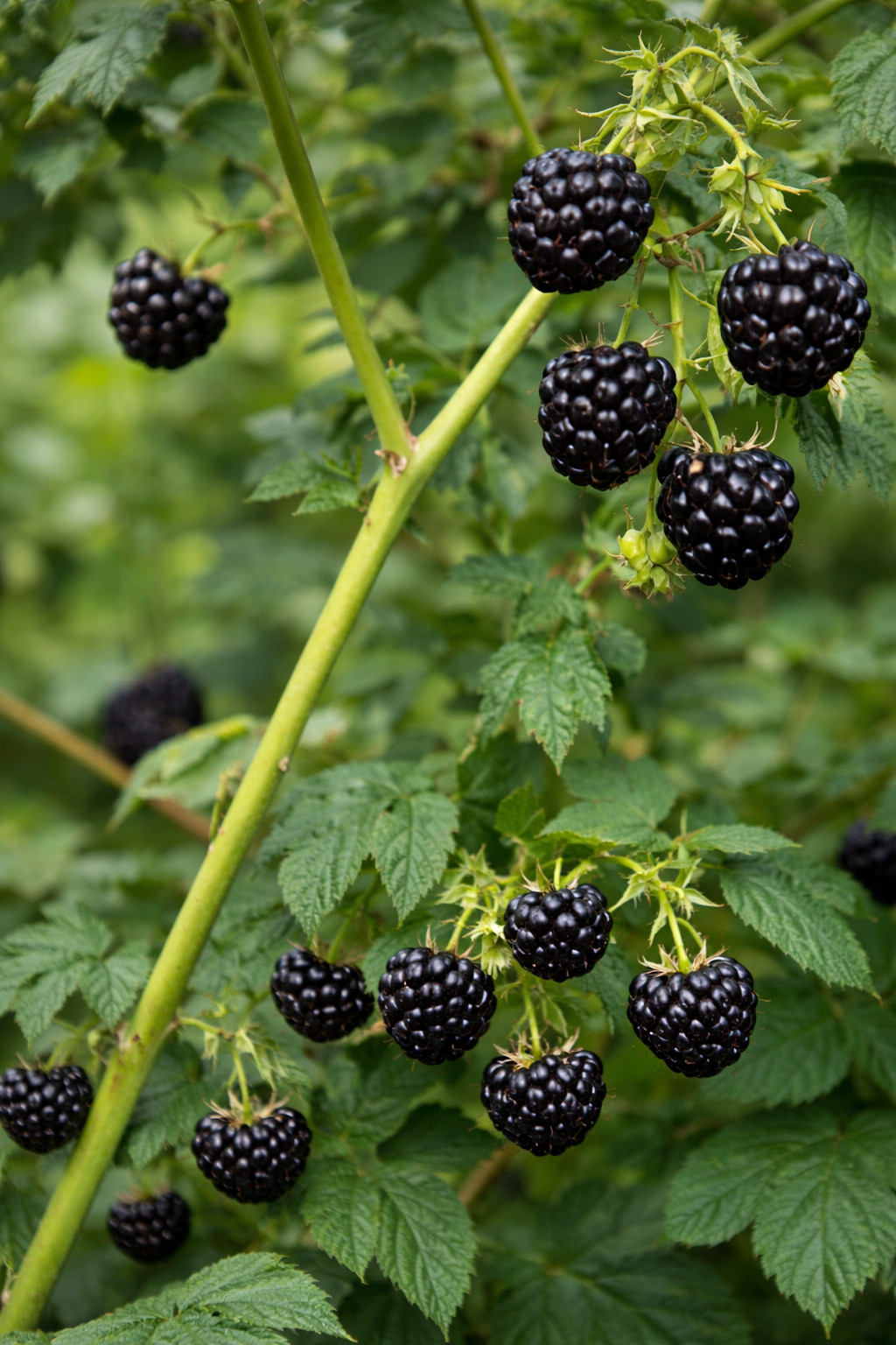 Hand Picked Nursery Shekinah Tahi Black Raspberry Plugs – Bare‑Root , 1‑Year‑Old