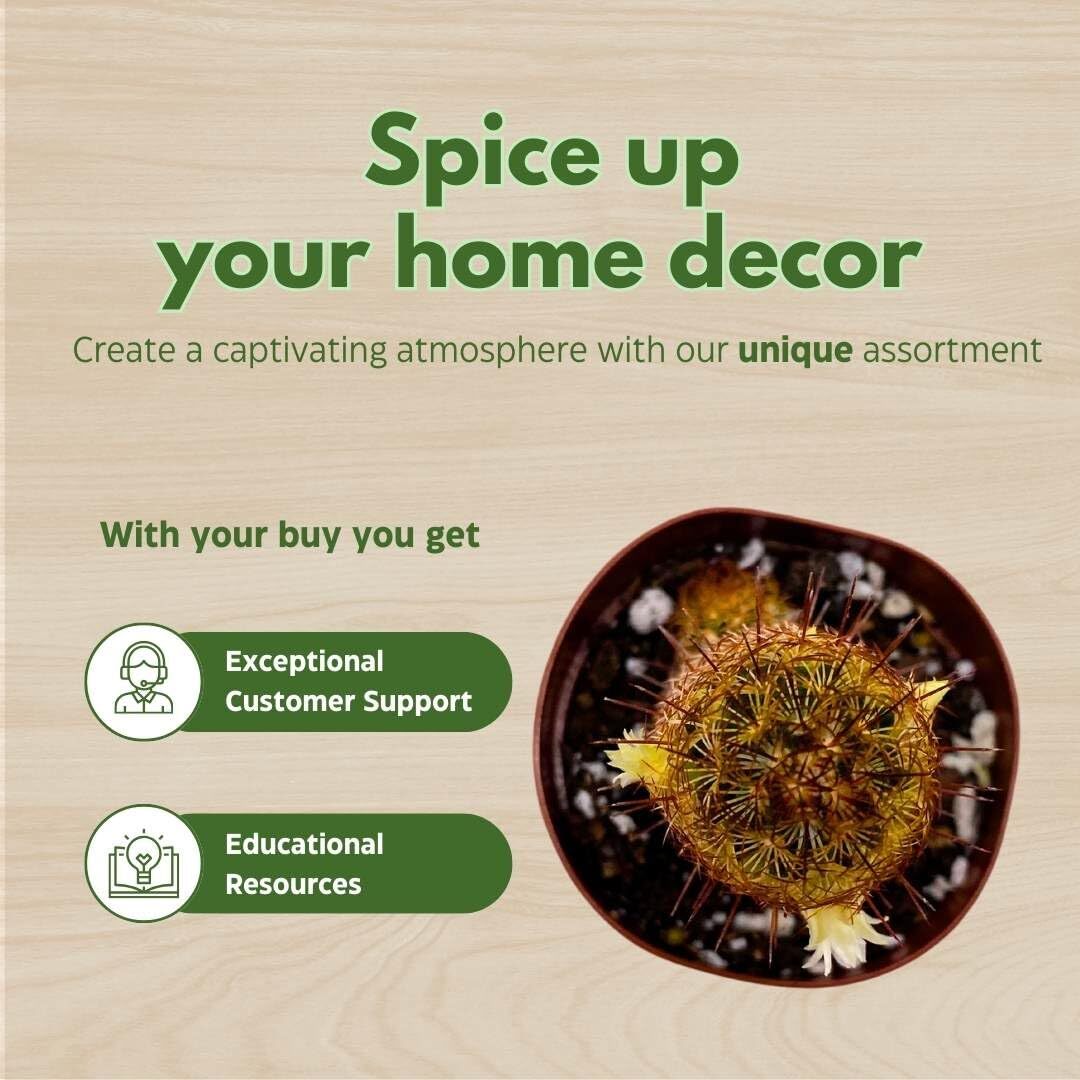 Copper King, 2 inch Set of 3, Lady Fingers Mammillaria elongata Tiny Mini Pixie