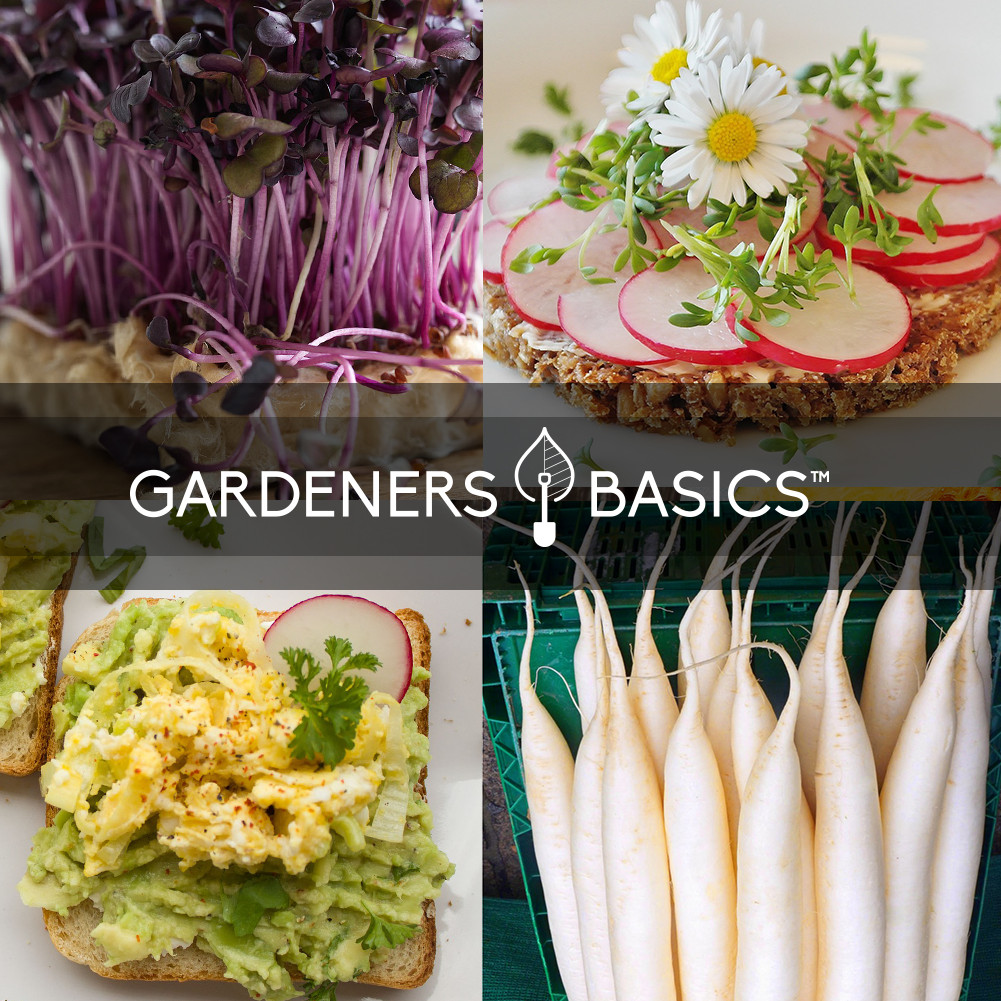 Radish Seed Assortment | 5 Variety Pack