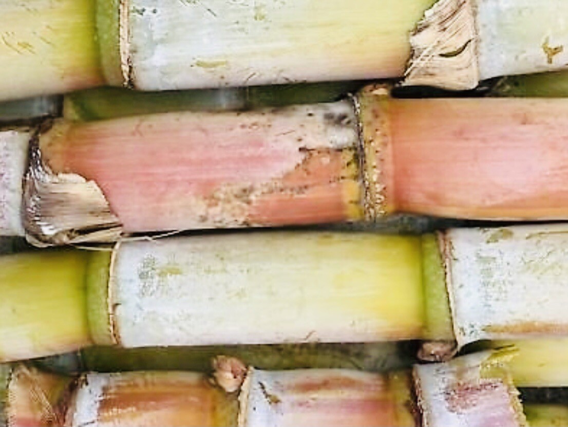 4 FRESH CUT SUGAR CANE STICKS GREEN OR PURPLE NON GMO FREE SHIPPING