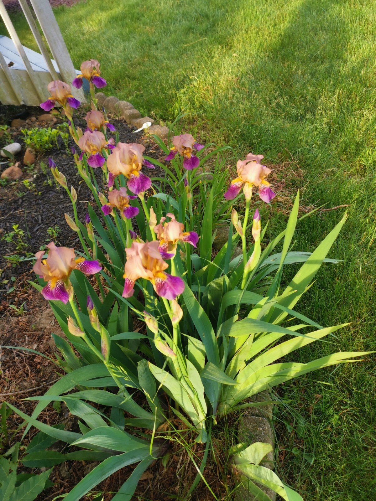 4 IRIS BULBS w/roots READY TO PLANT, Rare Light Purple Color