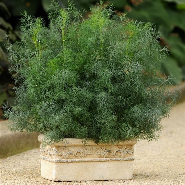 Fernleaf Dill – 125+ Seeds