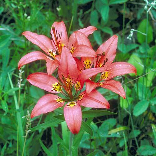 Lilium philadelphicum | Philadelphia, Prairie or Wood Lily | 10 Seeds