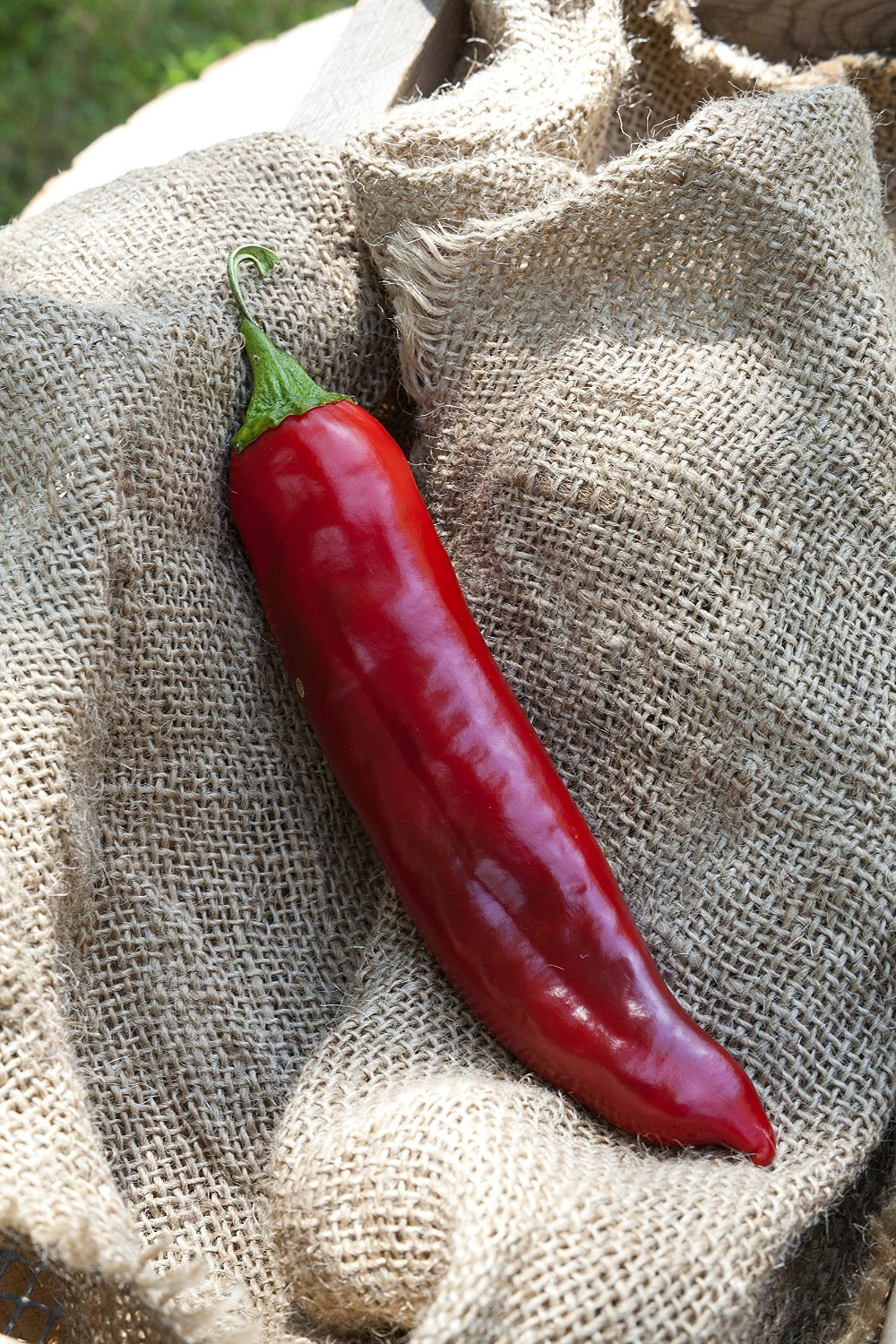 Big Jim Numex New Mexico Hot Pepper Premium Seed Packet