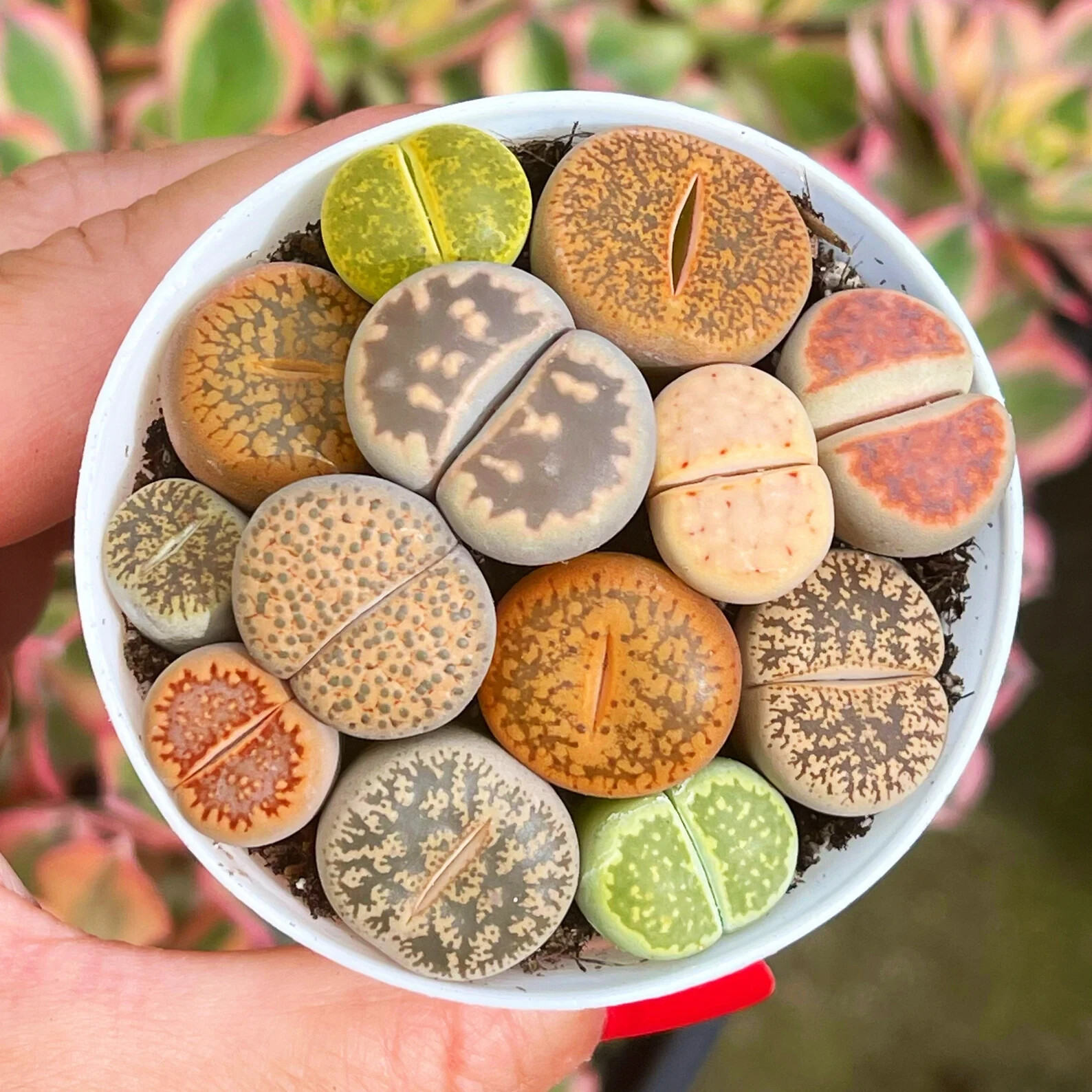 Mixed Succulent Plant Seeds, Living Stones Lithops Seeds. 100pcs/pack