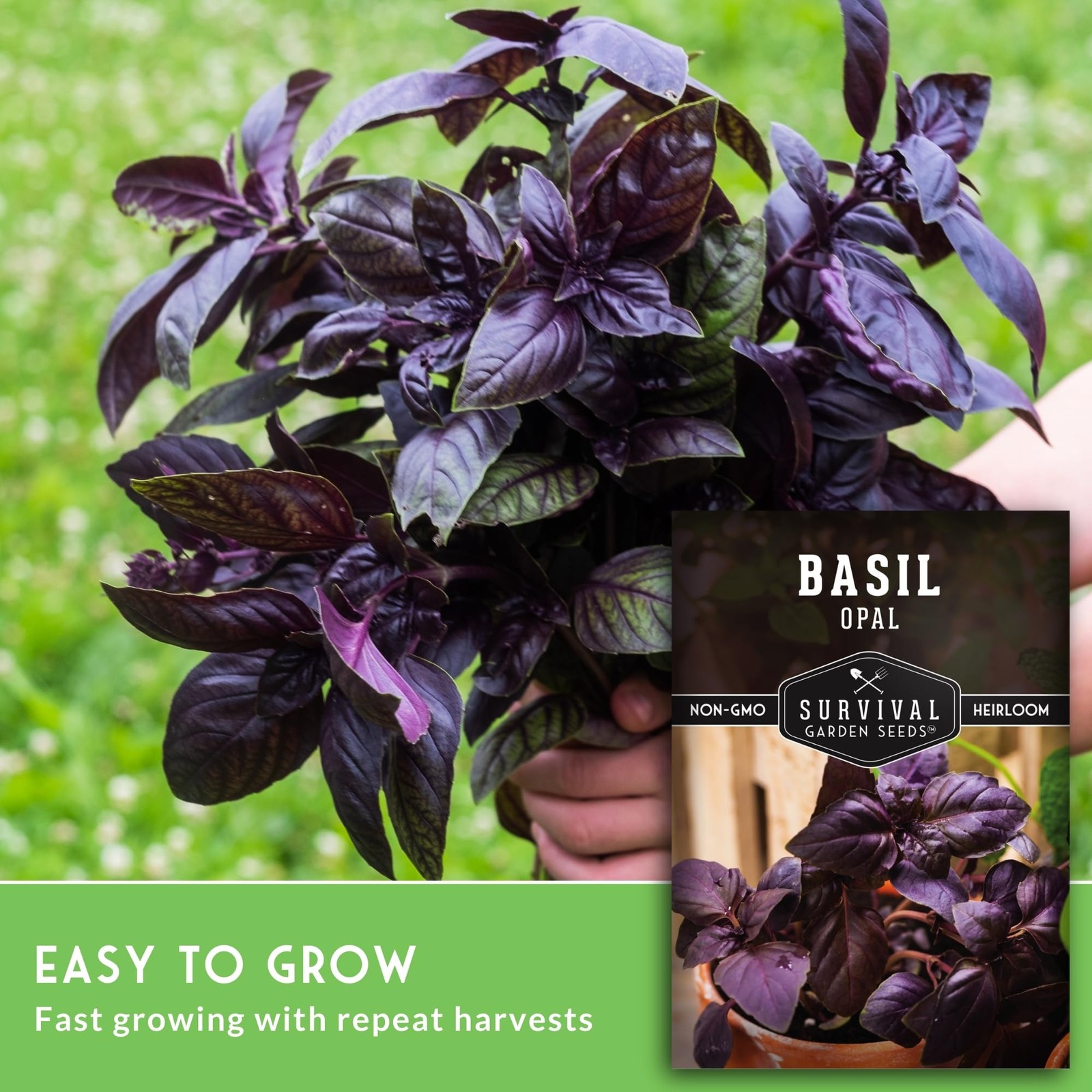 Dark Opal Basil Seeds – Heirloom Non-GMO Purple Leaf Herb for Home Gardens