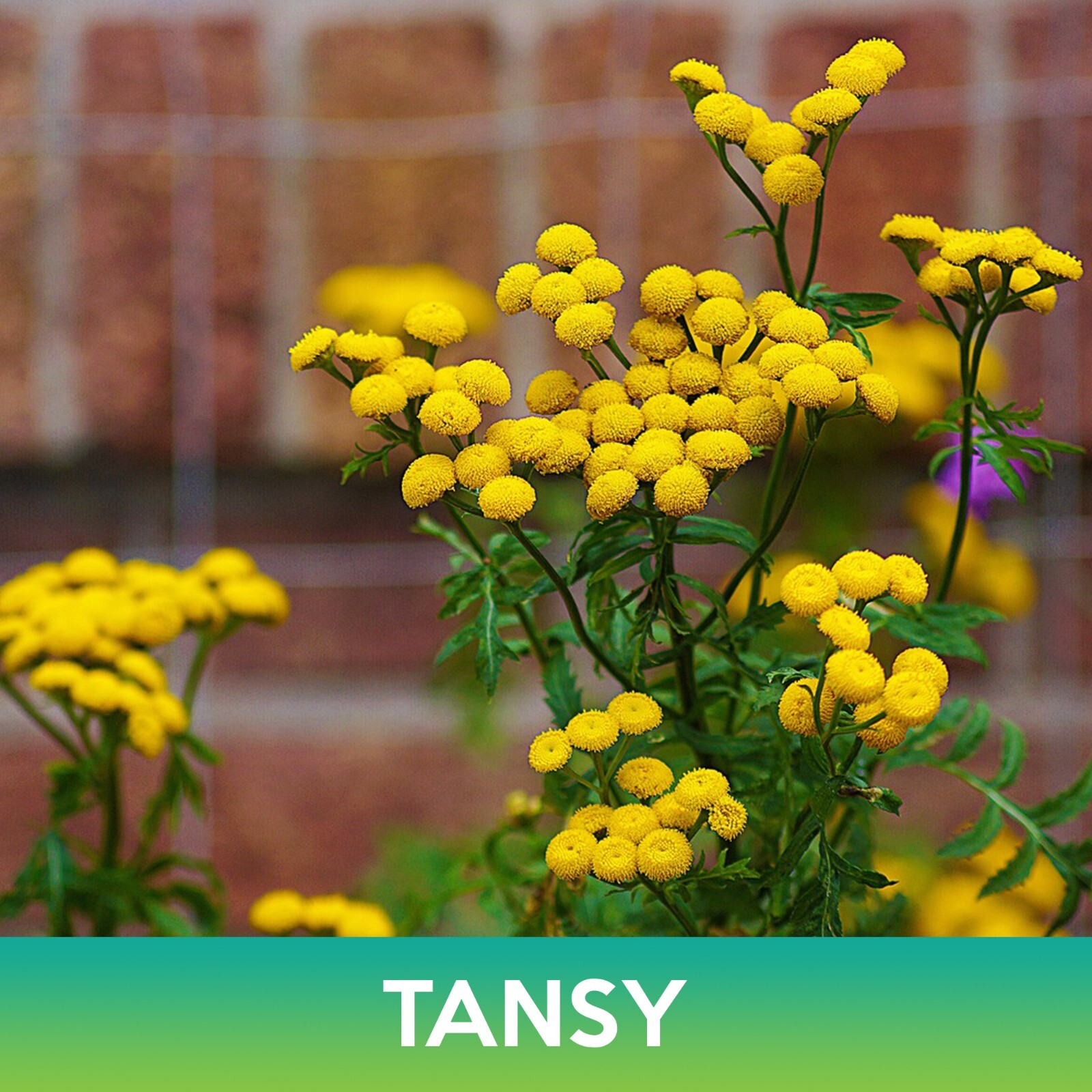 Tansy Flower Seeds, Tanacetum Vulgare