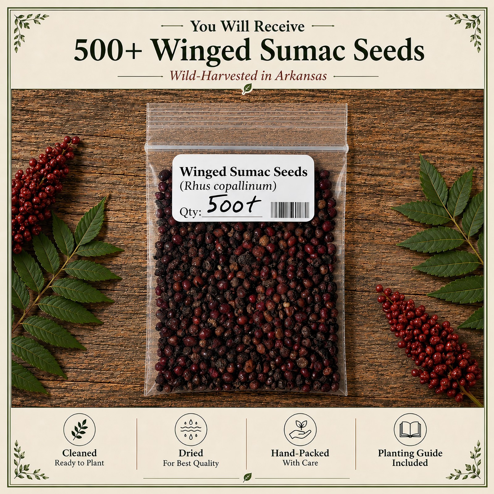 500 Flameleaf Sumac Tree Seeds (Rhus copallinum) Winged Sumac – Zones 4-9 USA