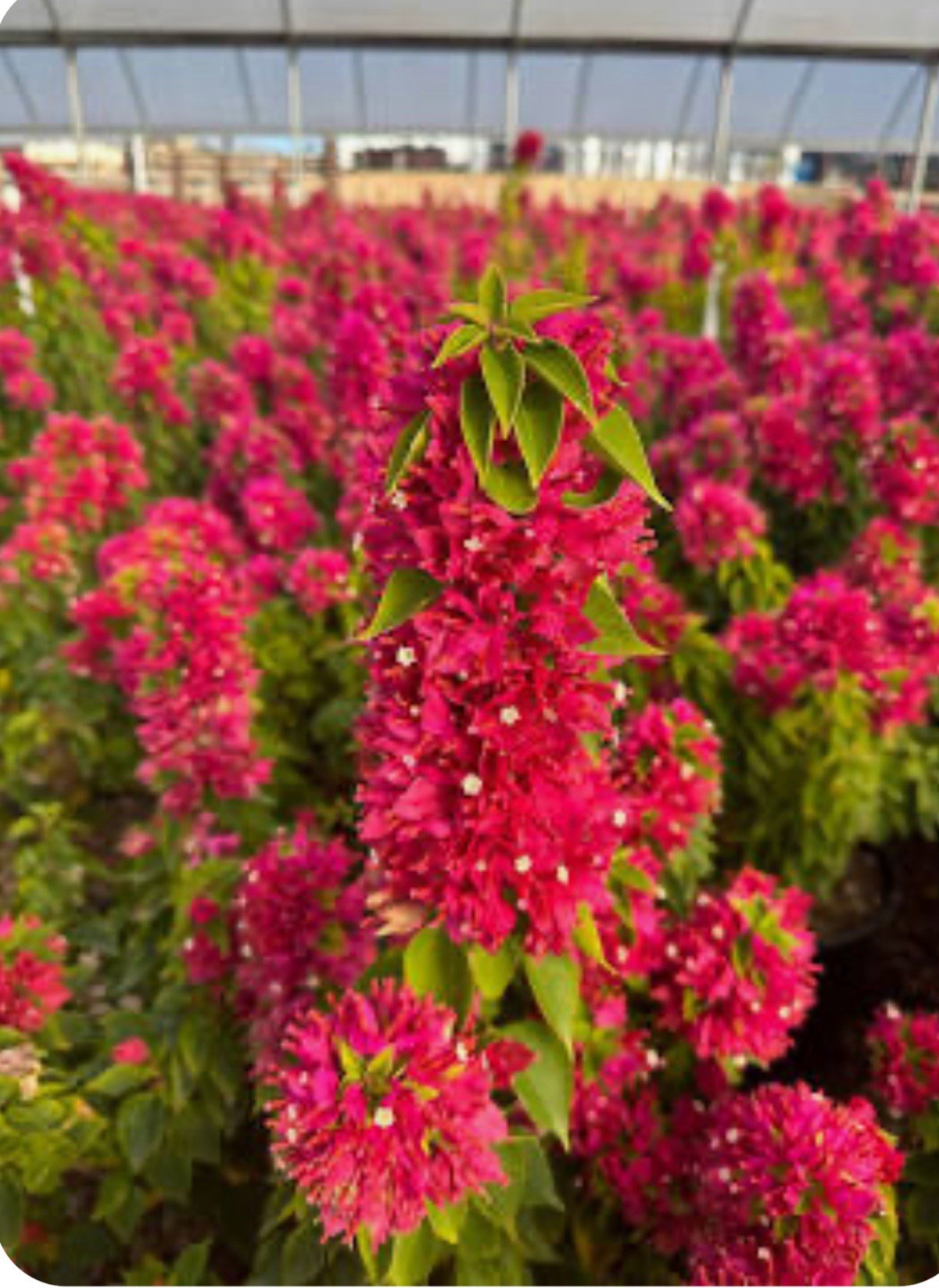 Torch Glow Bougainvillea -SMALL ROOTED STARTER Plant