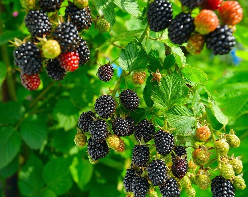 10 Prime Ark Traveler Blackberry Plant Rubus Starter Plug