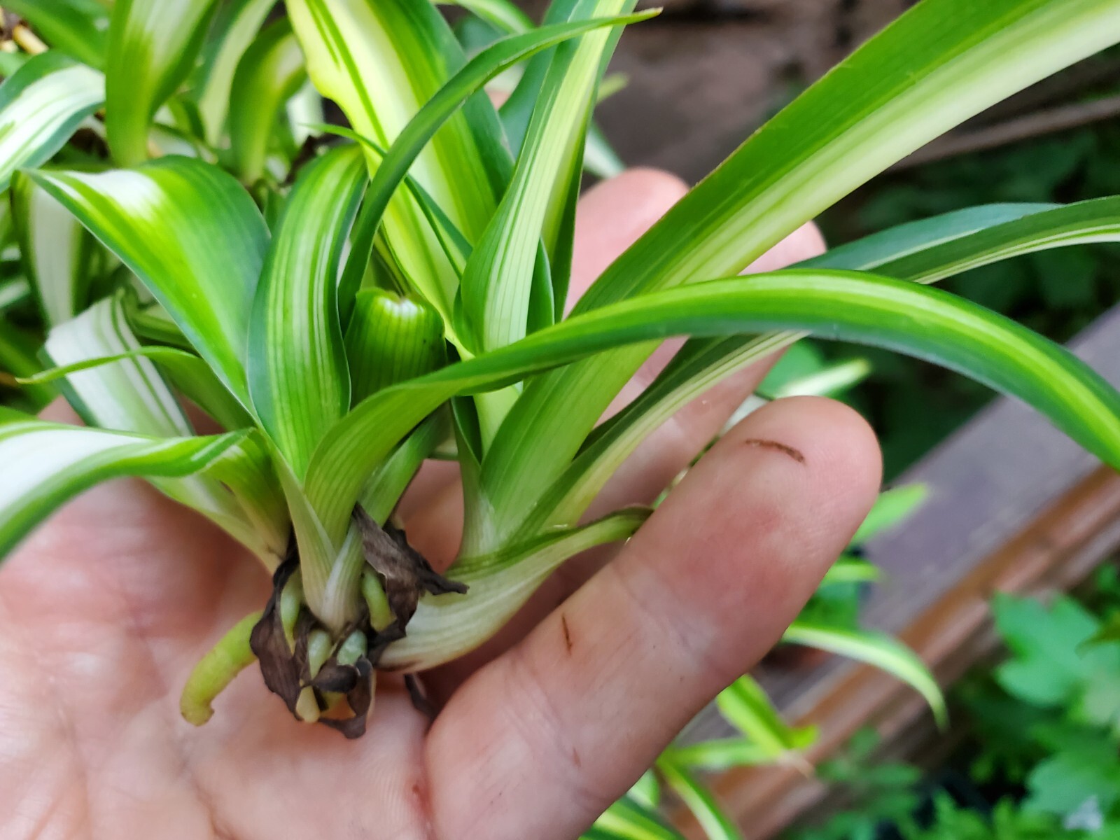 Dark Green Airplane Spider Plant Rooted Start Live Plant
