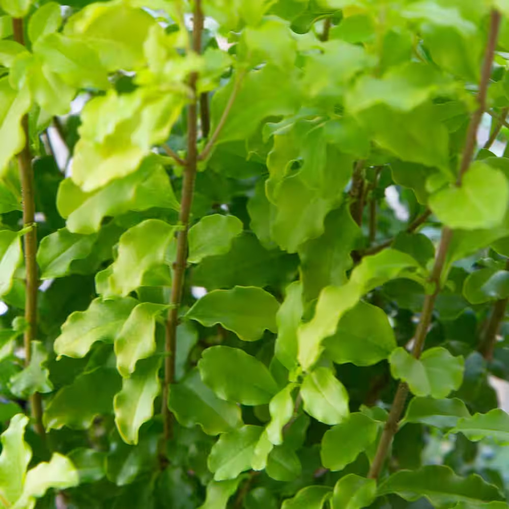 2.5 Qt. Sunshine Ligustrum, Evergreen Shrub, Bright Golden-Yellow Foliage