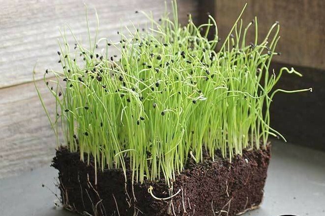LARGE AMERICAN FLAG LEEK SEEDS NON-GMO GRILLING SOUPS RAMEN many uses! DELICIOUS