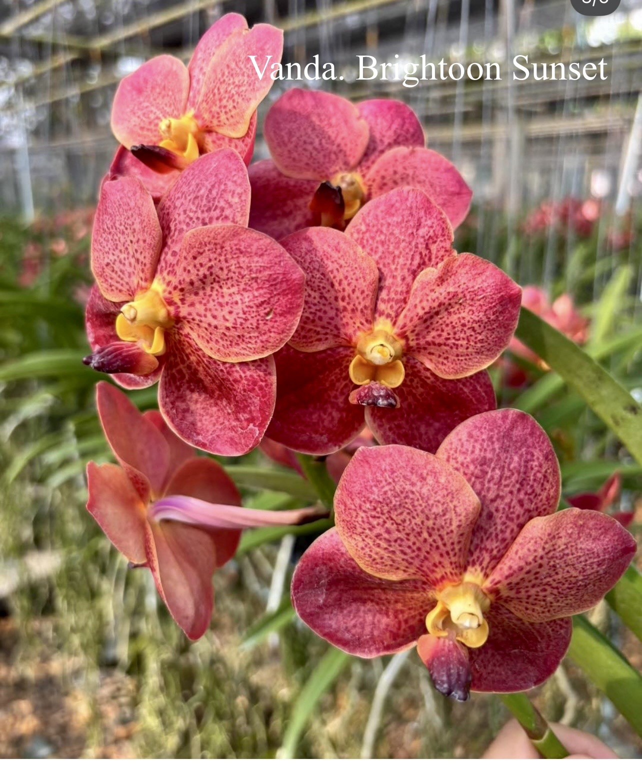 Vanda. Brightoon Sunset ￼BS orchid