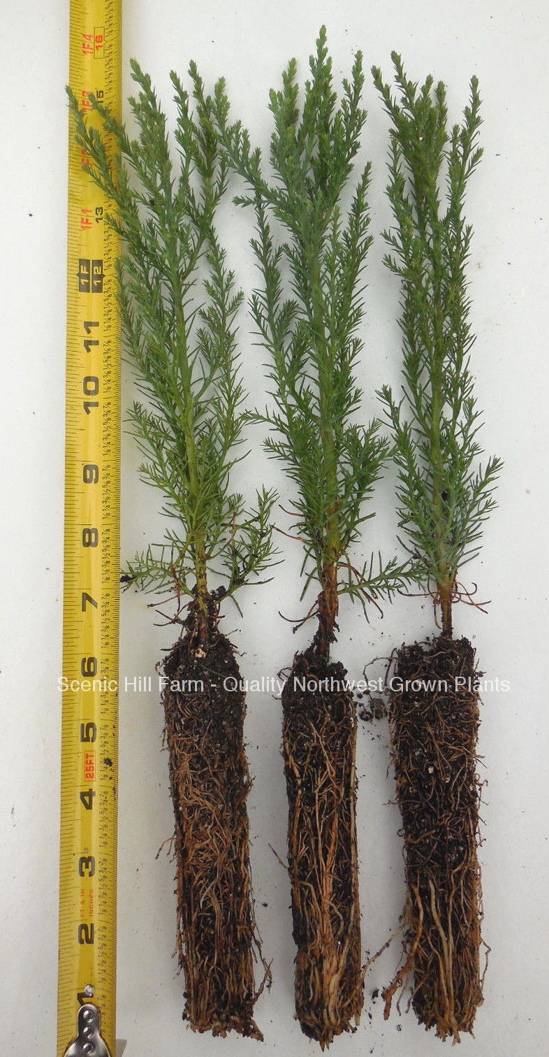 3 Giant Sequoia Trees – California Redwood – Potted – 8″- 12″ Tall Seedlings