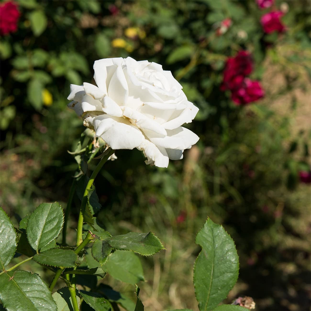 White Drift Rose Tree 3-4ft | Live Outdoor Plant | Reblooming Snow White Flowers
