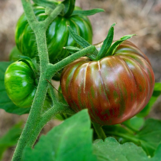 240+ CHEFS CHOICE TOMATO SEEDS —- PURPLE ———— FRESH