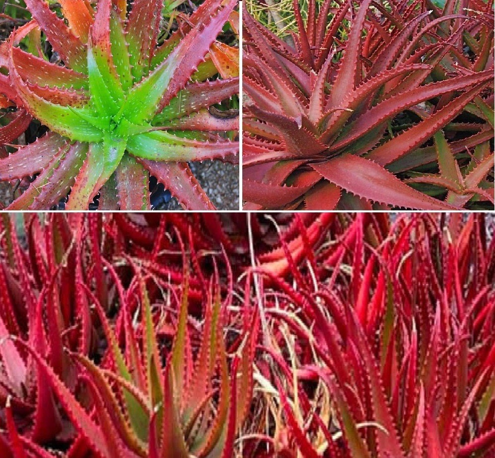 Aloe Cameronii Succulent Live Plant Drought Tolerant Easy Care 2 fresh cuttings