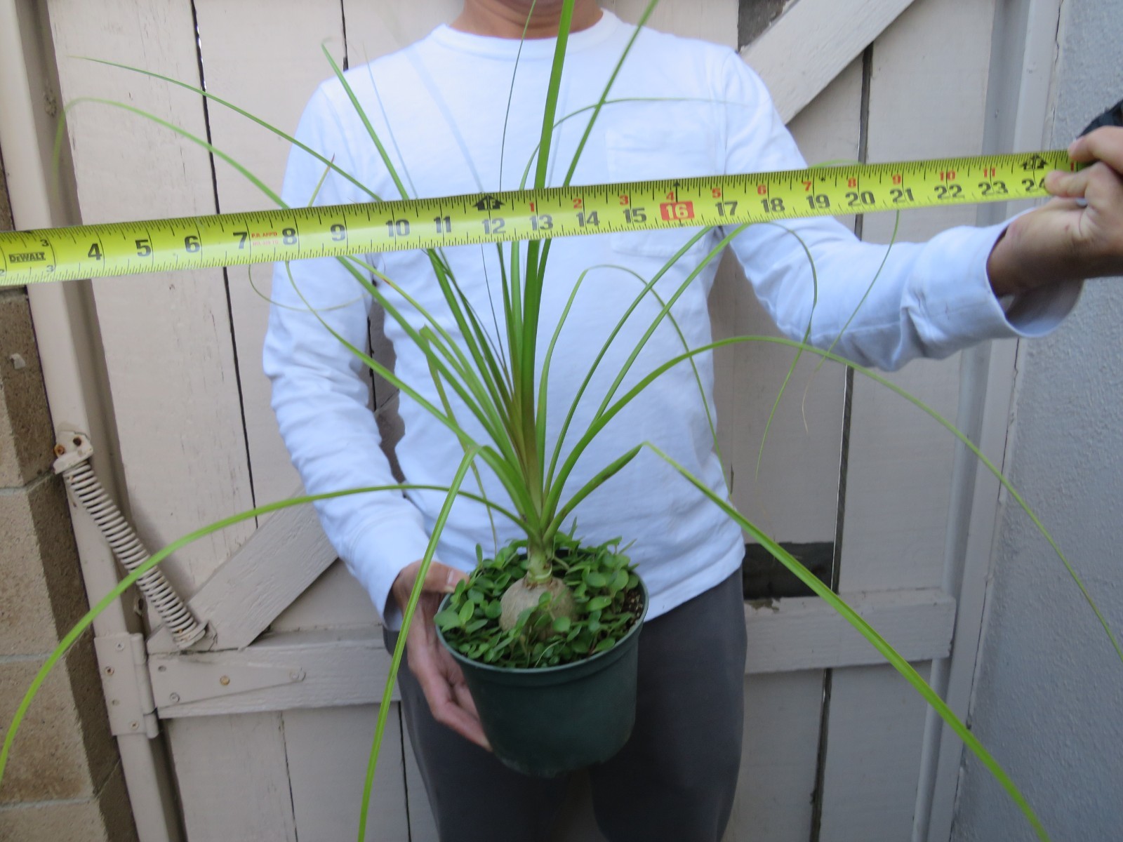Beaucarnea recurvata pony tail palm Succulent