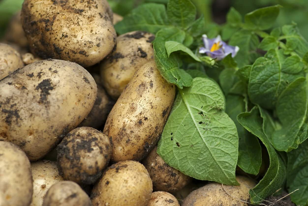 Simply Seed – 5 LB – Kennebec Potato Seed – Non GMO – Natural Grown – Order Now
