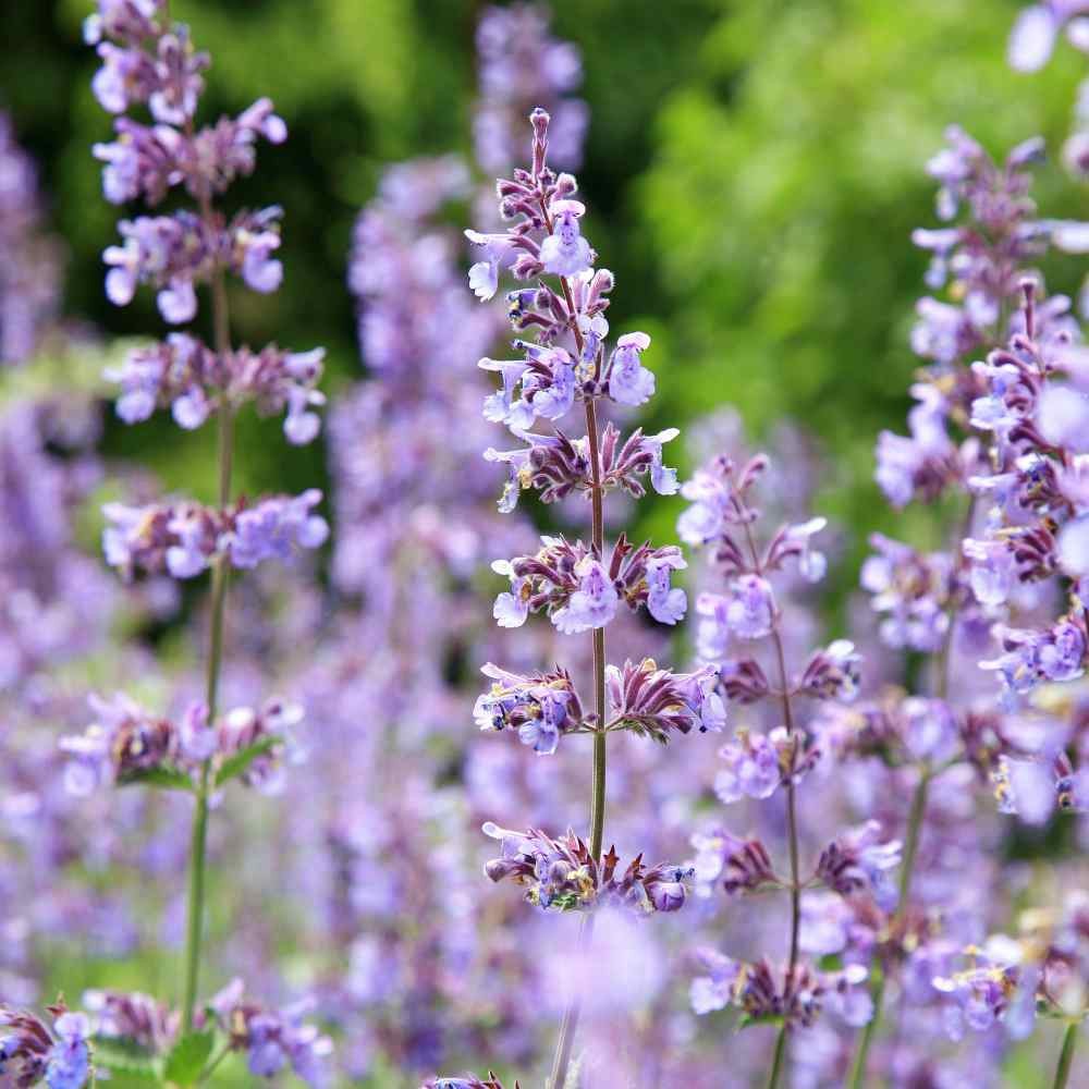 1 OZ Nepeta Cataria Catnip Xeriscape Herb Garden Plant Seeds