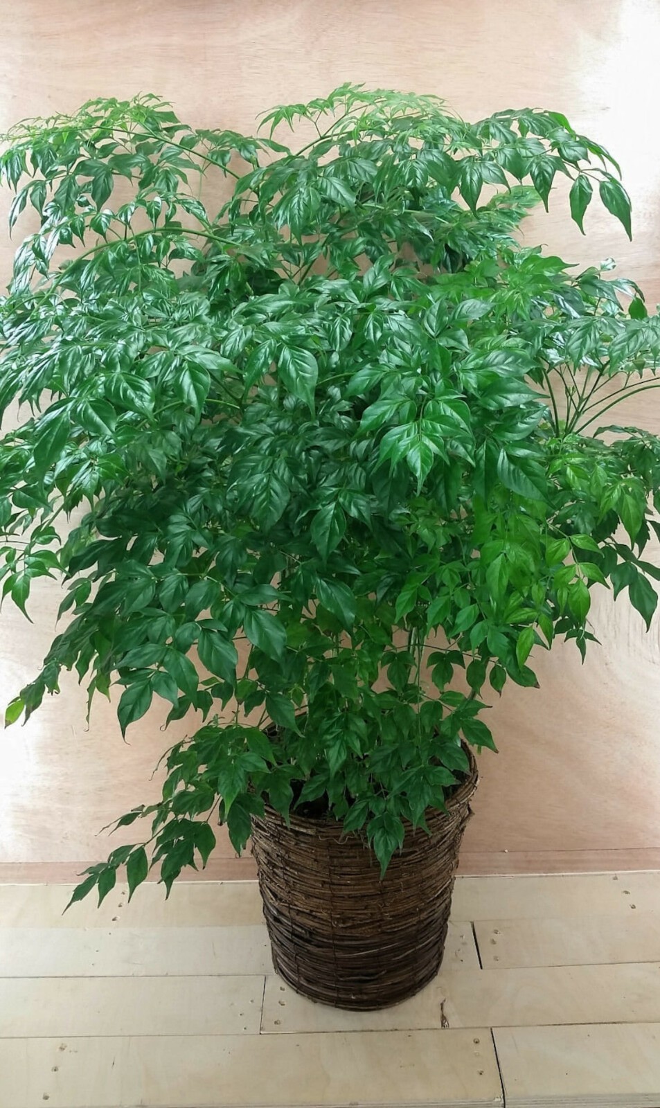 China Doll Plant Radermachera Sinica Seeds Free Shipping!