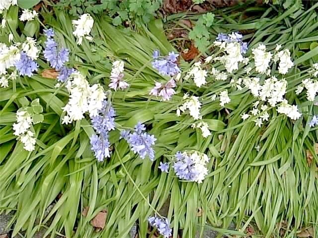 50 WOOD HYACINTH SEEDS / SPANISH BLUEBELL – pretty white , blue + pink blooms