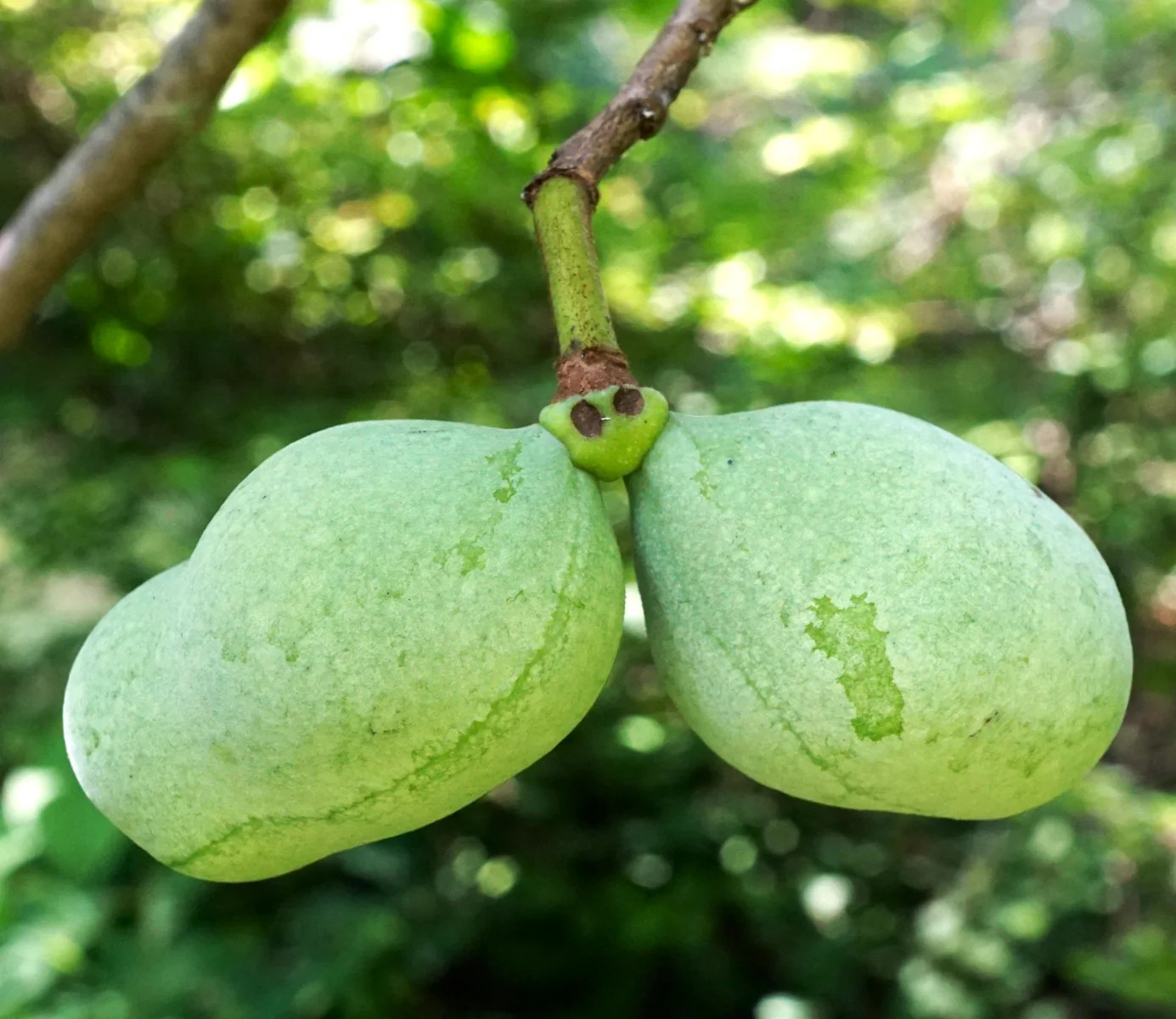 Paw Paw Tree Seeds – For 2026 Planting Asimina Triloba North American Custard