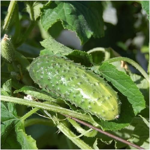 Wisconsin SMR-58 Cucumber Seeds For Planting (Cucumis sativus)