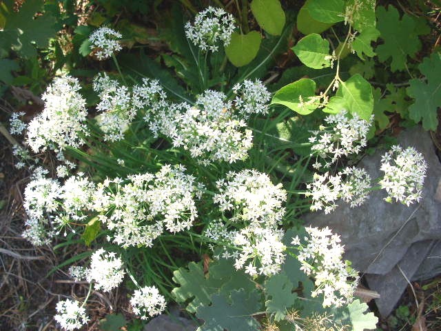 50 GARLIC CHIVE SEEDS – Allium tuberosum