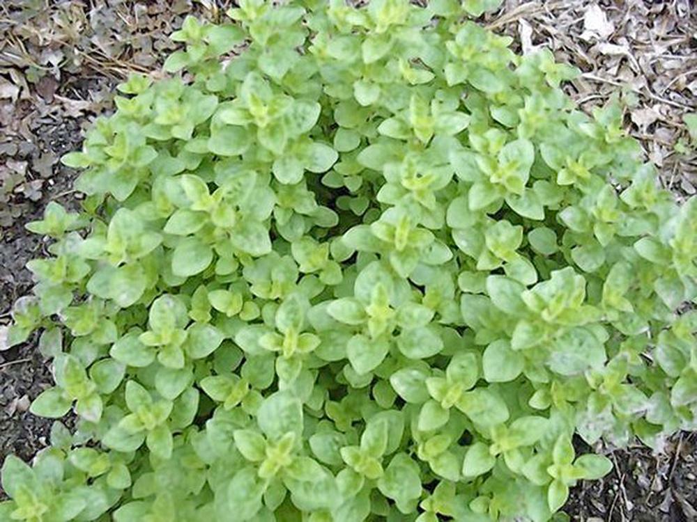 OREGANO SEED, ITALIAN, HERB SEED, HEIRLOOM, 100 SEEDS, NON GMO, ORGANO