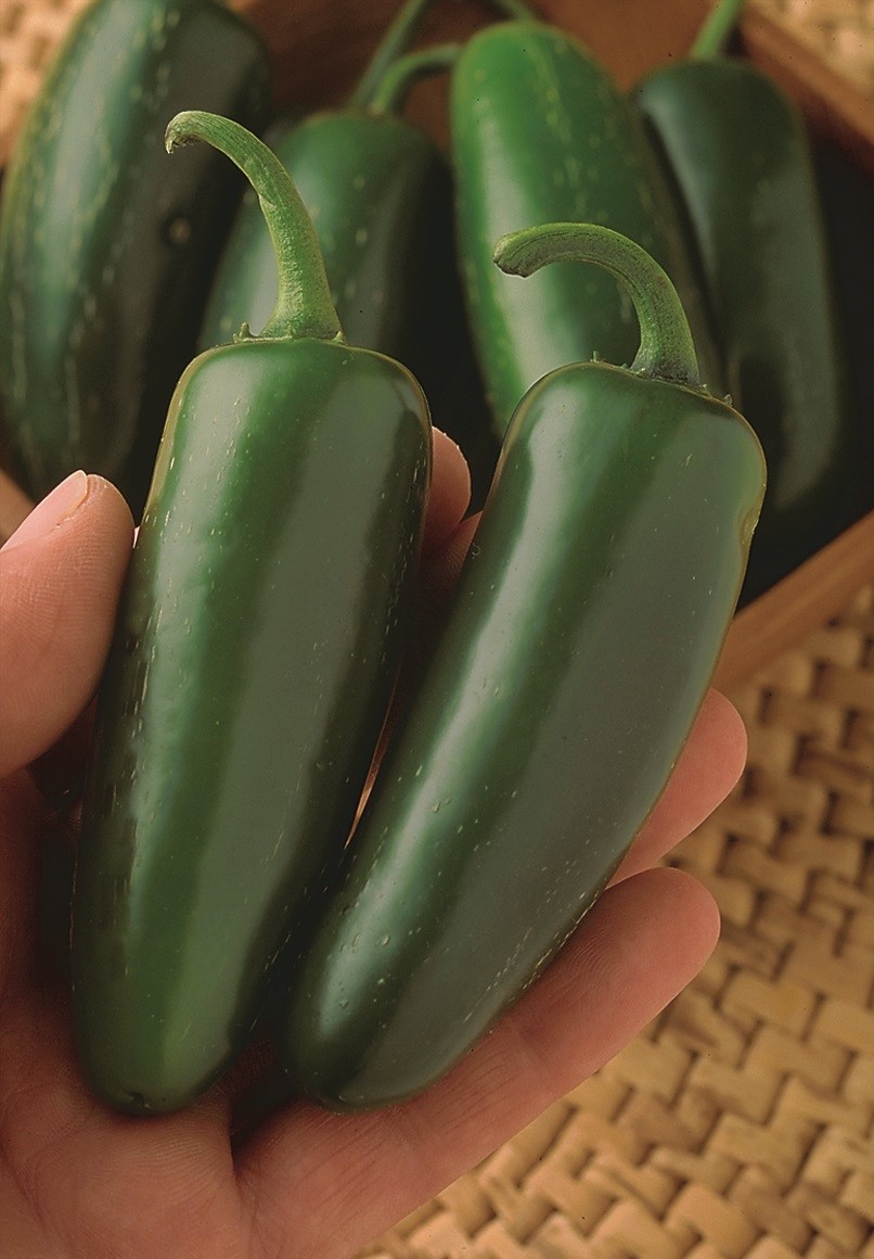 Mucho Nacho Jalapeno F1 Jalapeno Pepper: 10 Treated Seeds, Free Shipping!