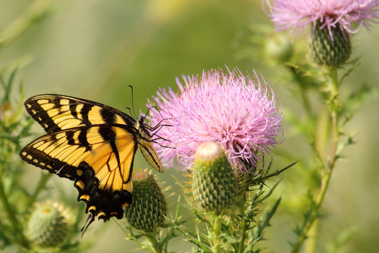 100 ORGANIC Blessed MILK THISTLE Silybum Marianum Hummingbird Purple Flower Seed